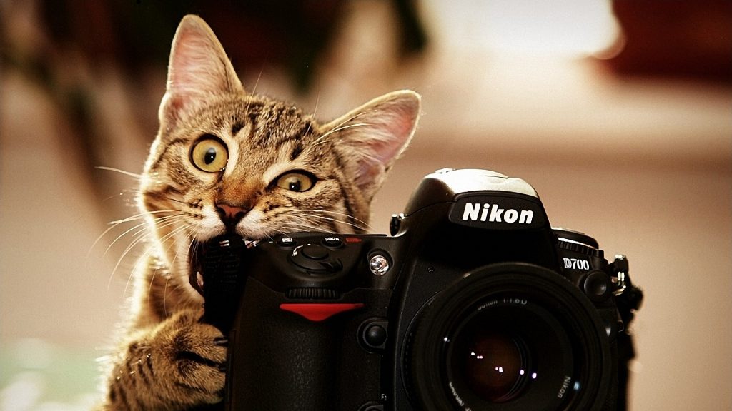 cat_as_photographer_by_microkey-d4ydm7b