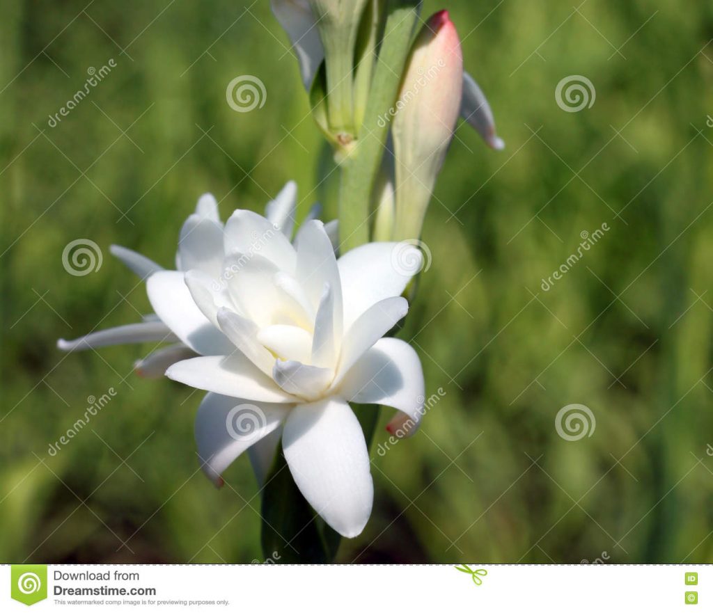 close-up-tuberose-flower-beautiful-bloomed-summer-75305713